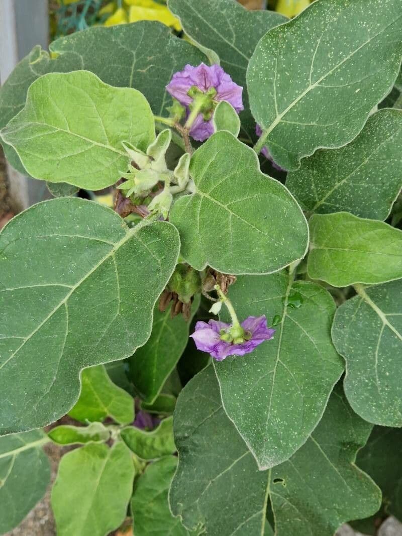 Solanum incanum