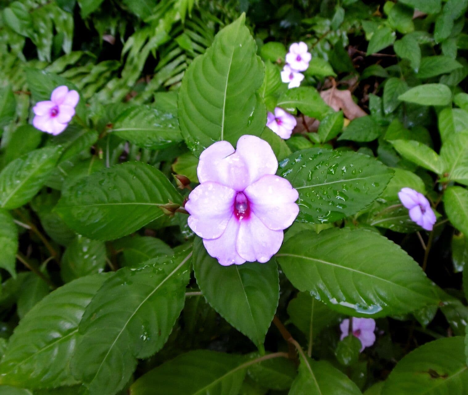 Impatiens flaccida
