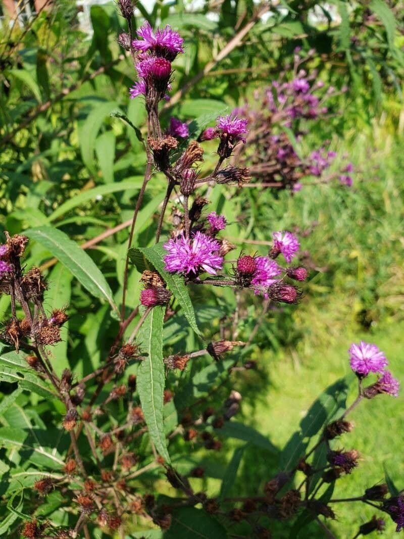 Vernonia noveboracensis