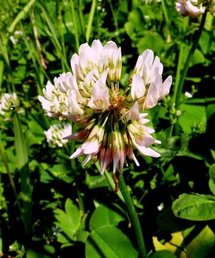 Trifolium repens