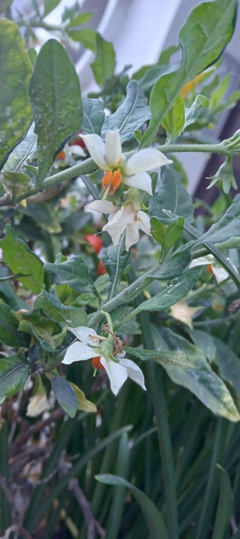 Solanum pseudocapsicum