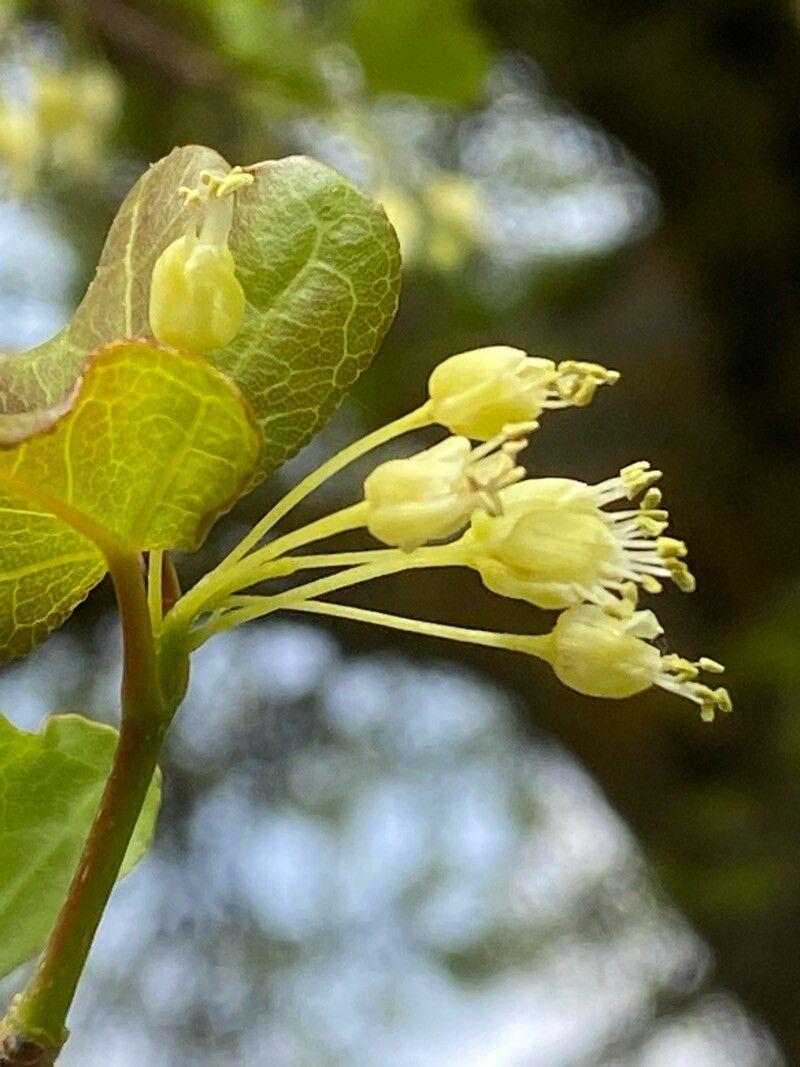 Acer sempervirens