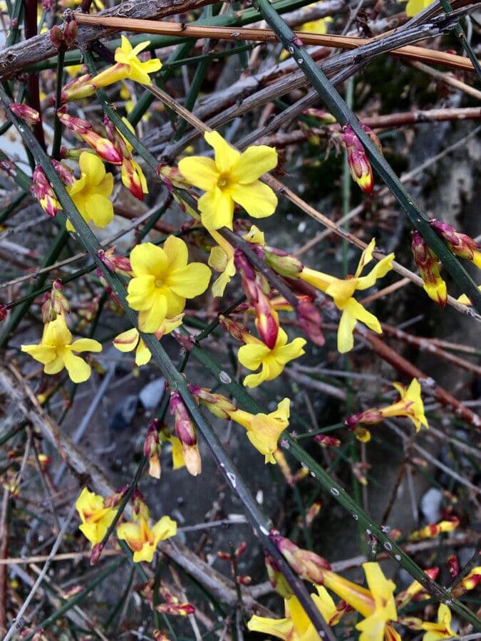 Jasminum nudiflorum