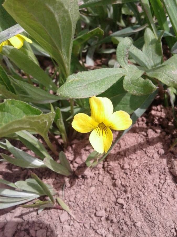 Viola purpurea