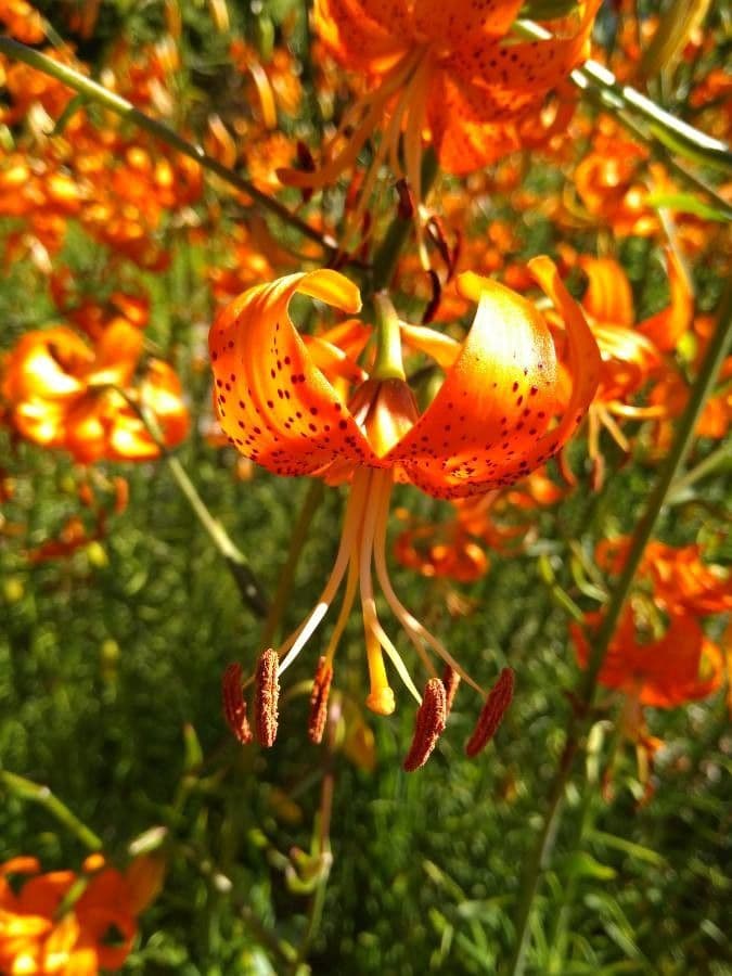 Lilium superbum