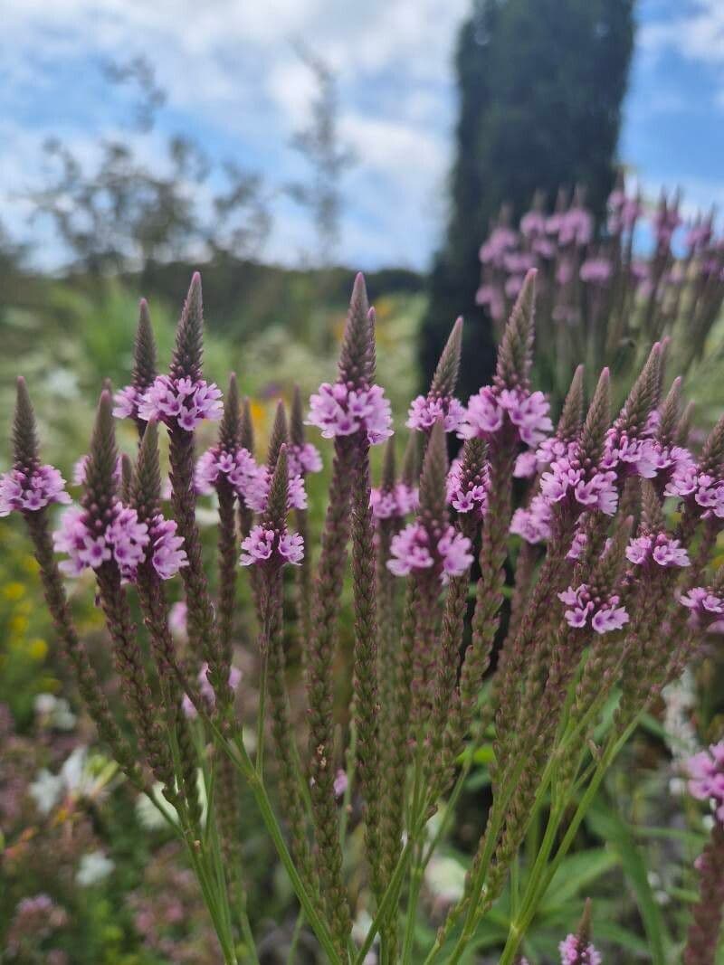 Verbena hastata