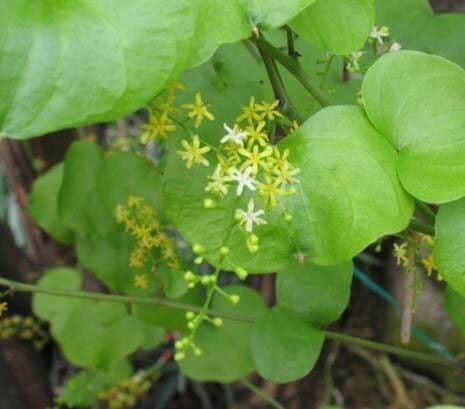 Dioscorea elephantipes