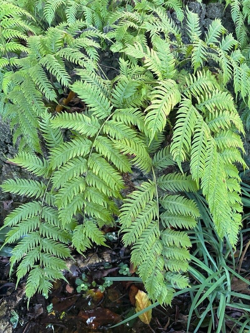 Woodwardia radicans