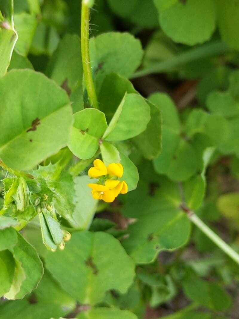 Medicago arabica