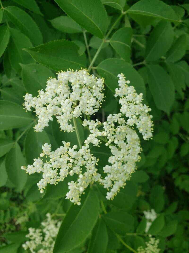 Sambucus canadensis