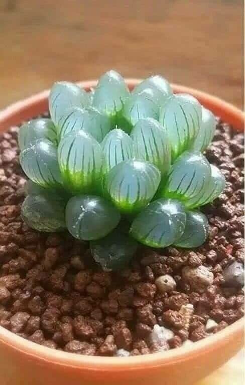 Haworthia cooperi