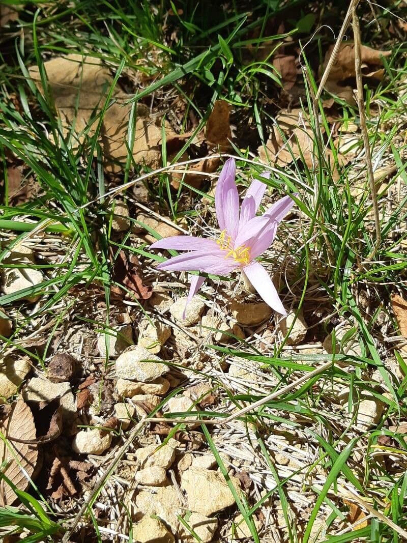 Colchicum filifolium