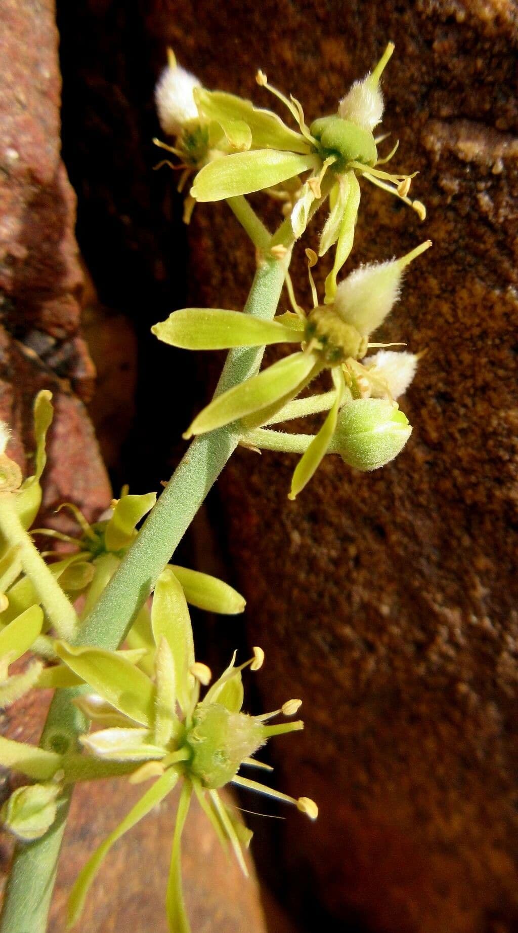 Balanites aegyptiaca