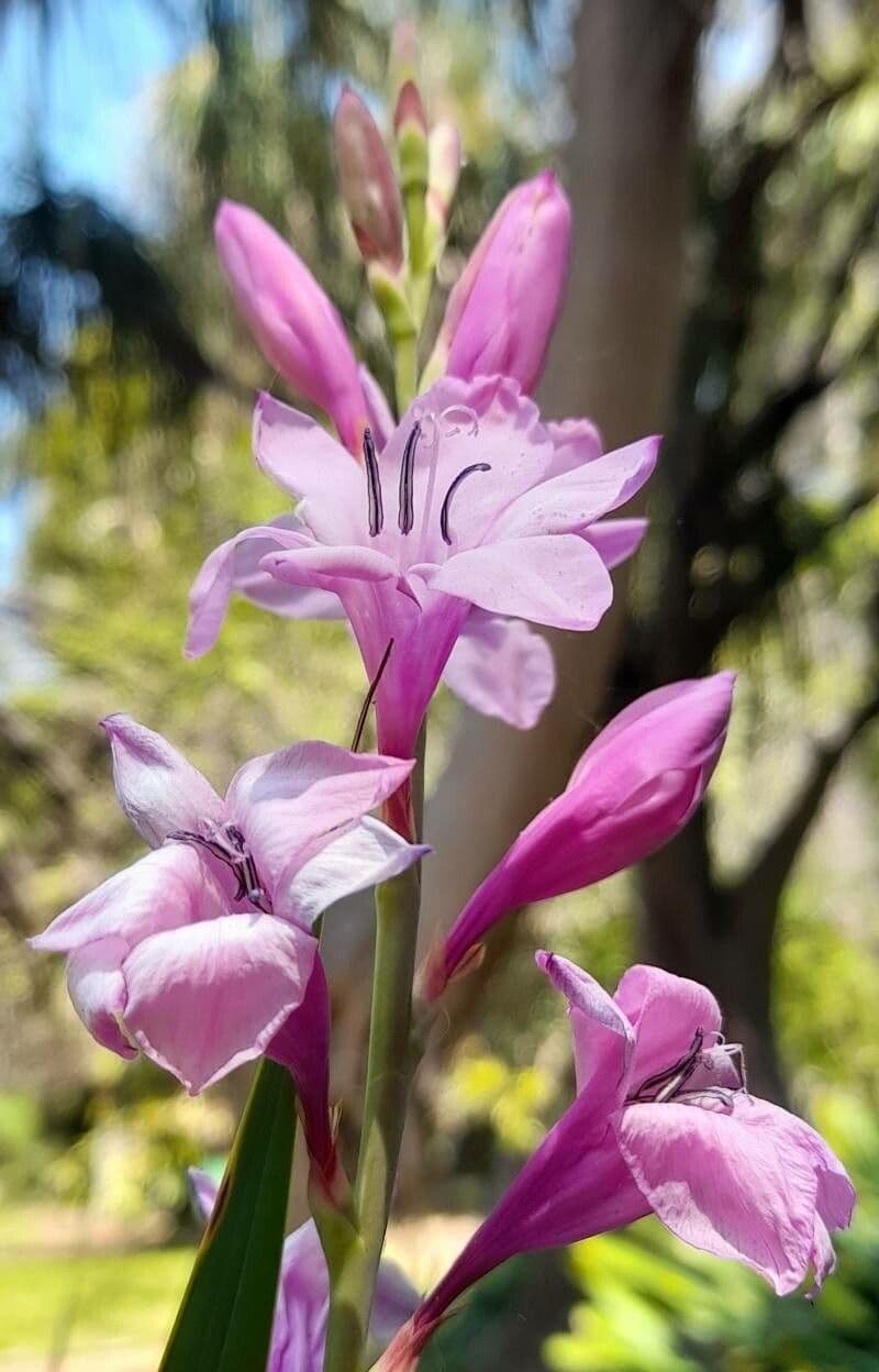 Watsonia borbonica