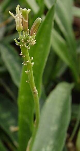 Dracaena zeylanica