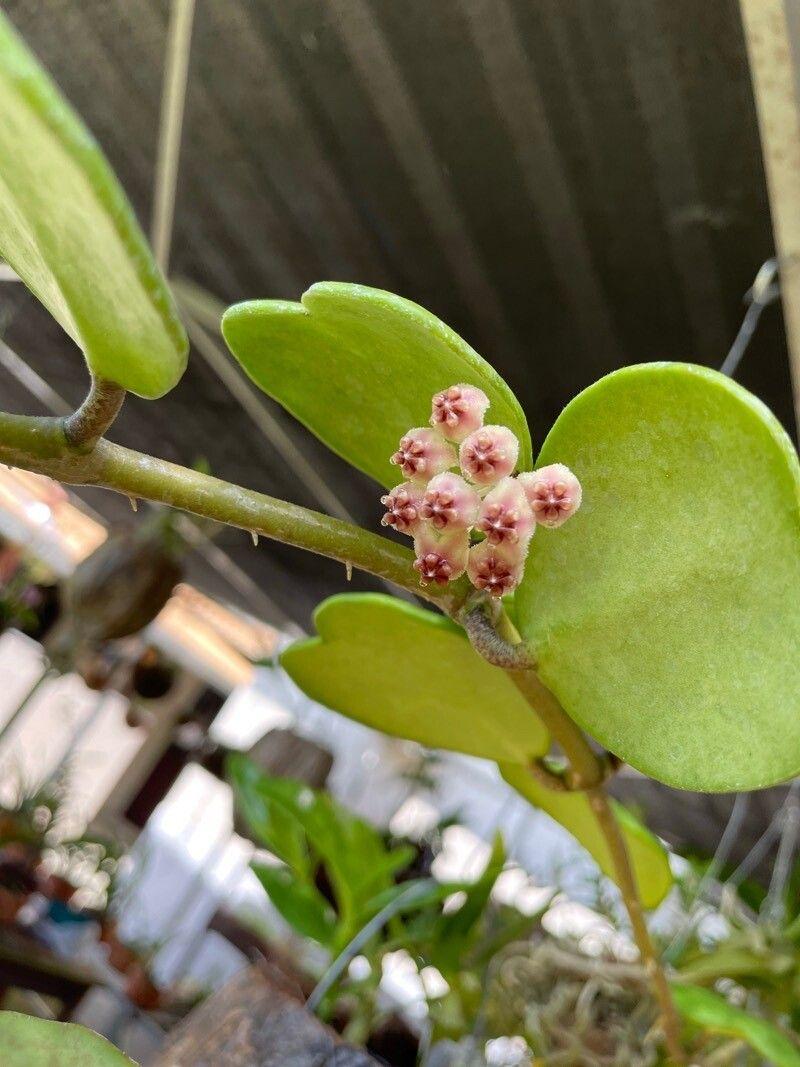 Hoya kerrii