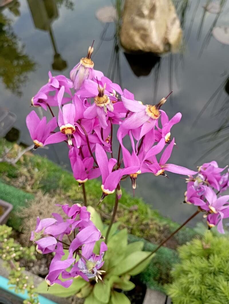 Primula meadia