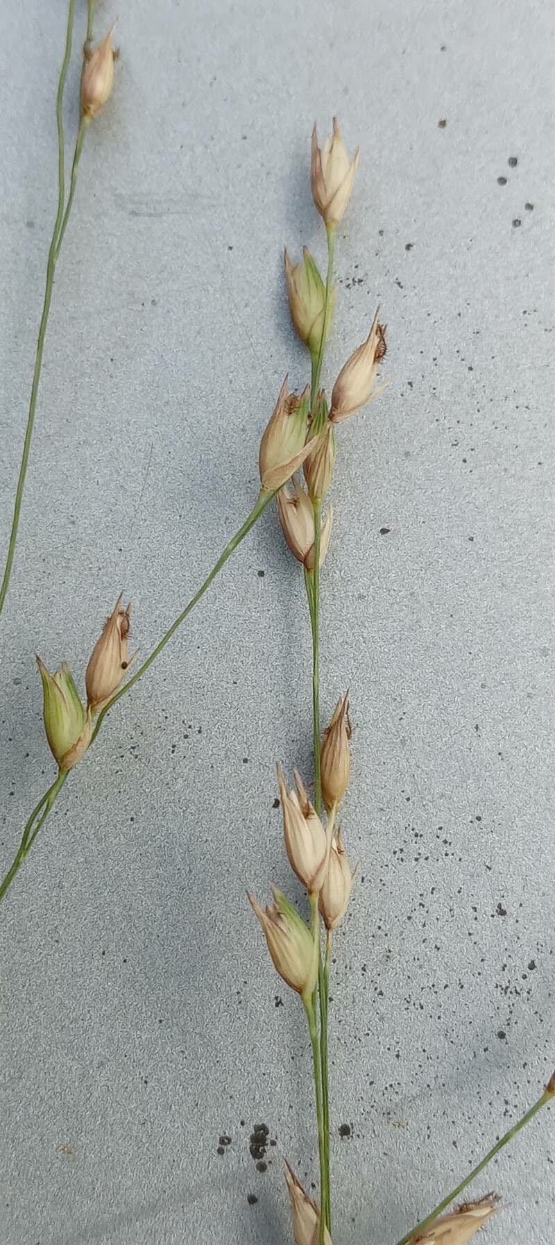 Panicum virgatum