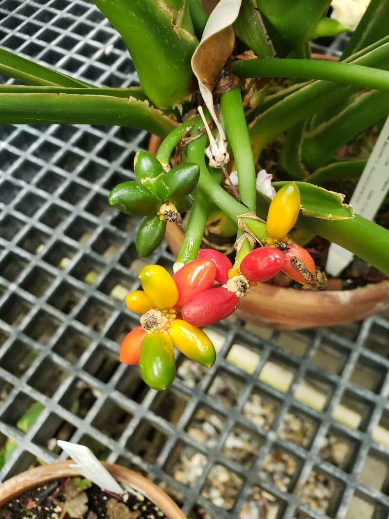 Aglaonema robeleynii