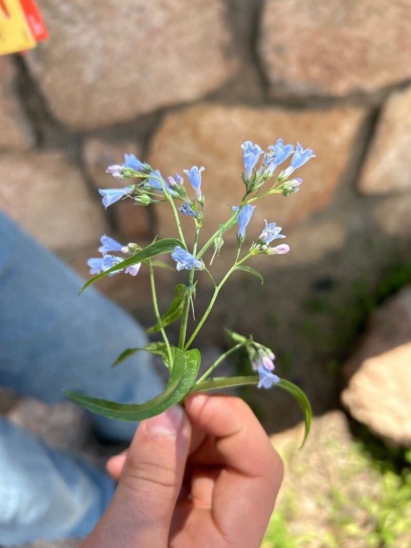 Mertensia ciliata