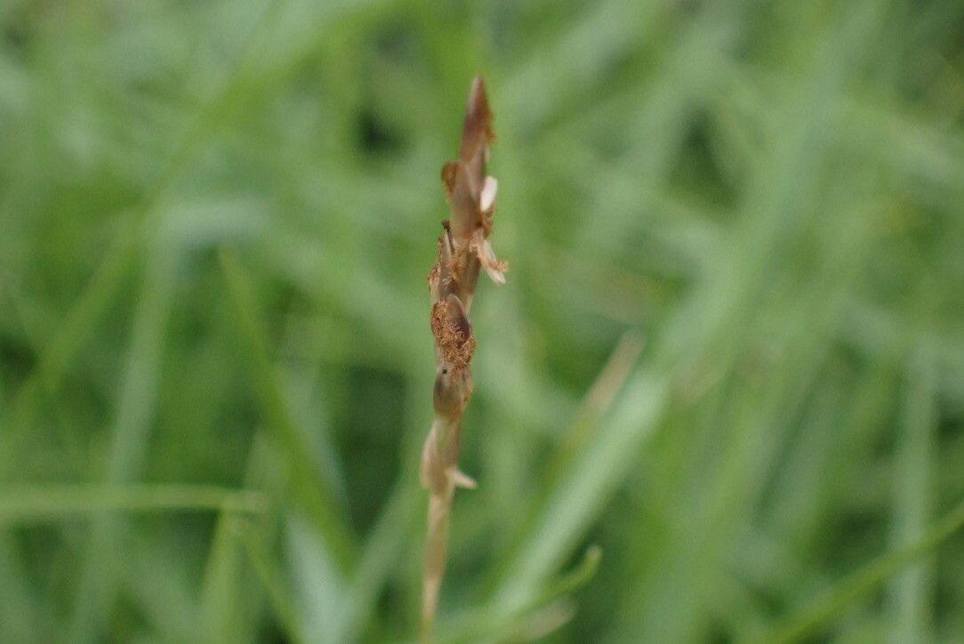 Zoysia matrella