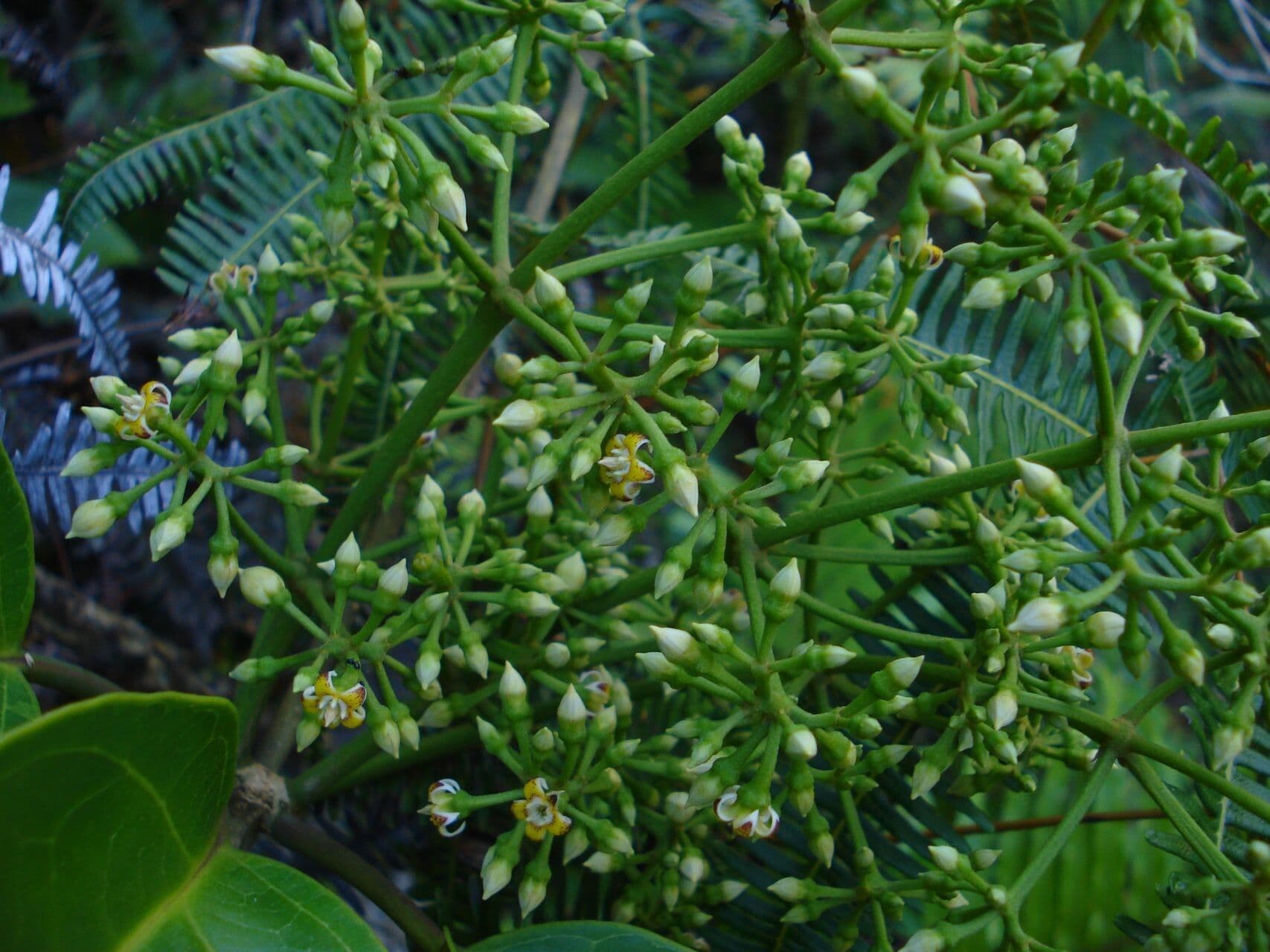 Artia lifuana