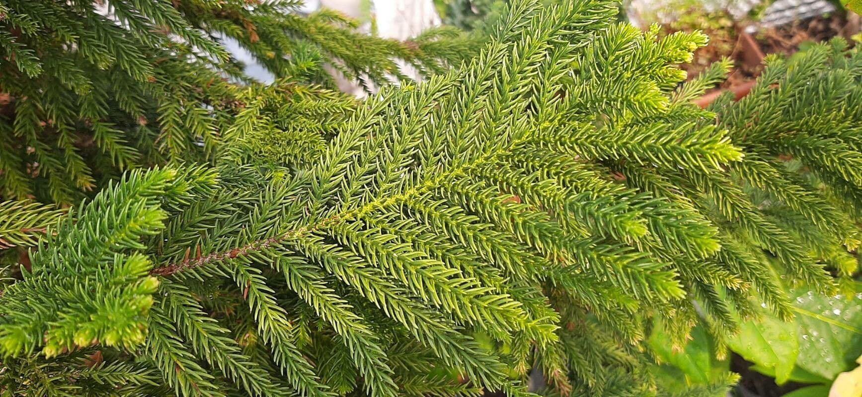 Araucaria luxurians