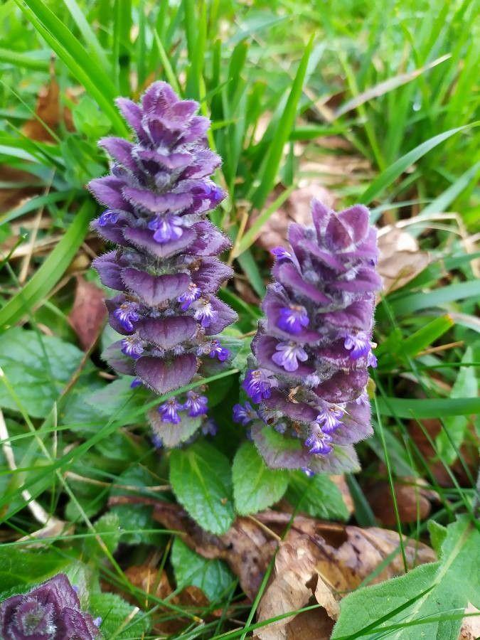 Ajuga pyramidalis