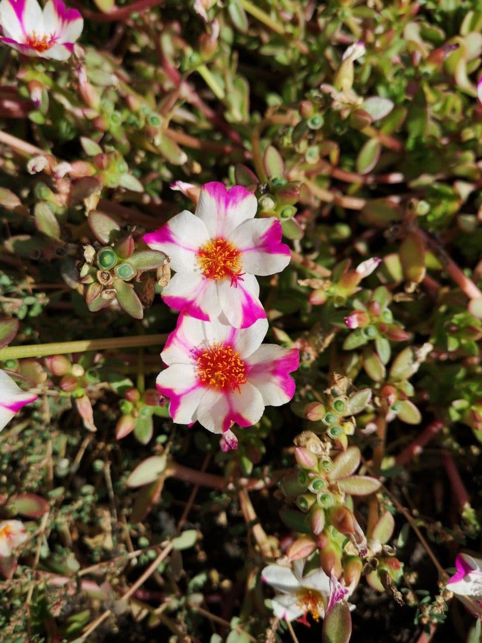 Portulaca grandiflora