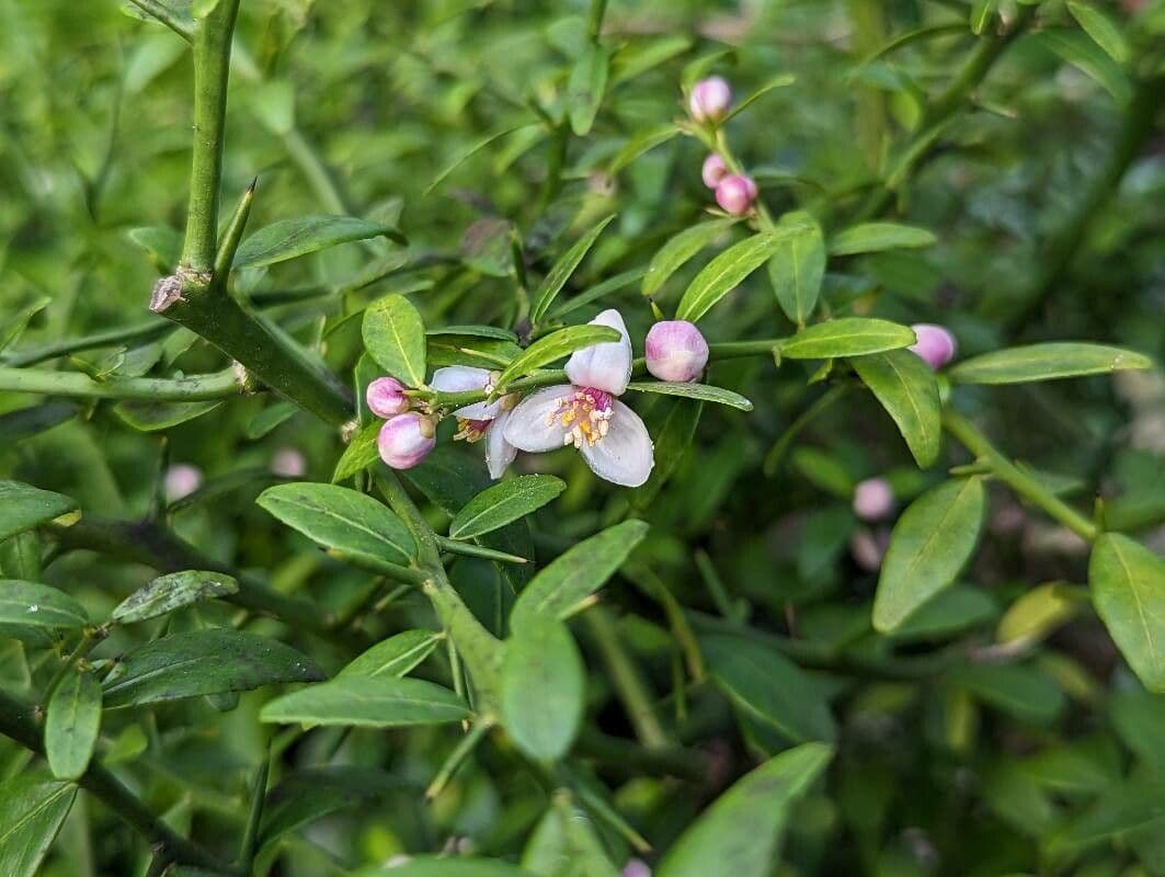 Citrus australasica