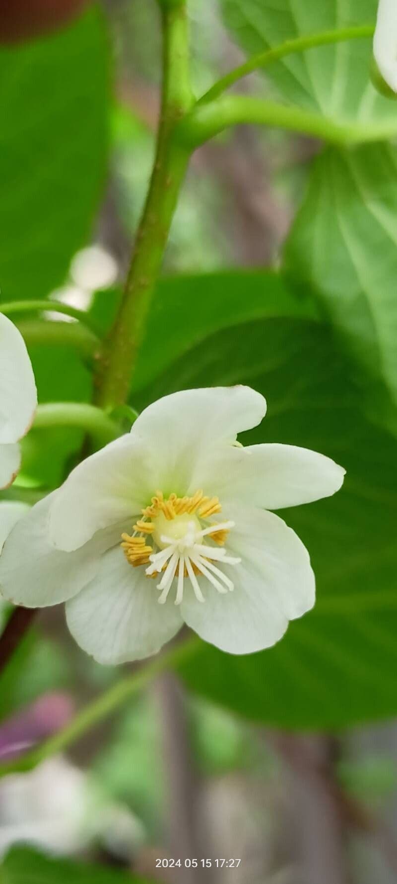 Actinidia kolomikta