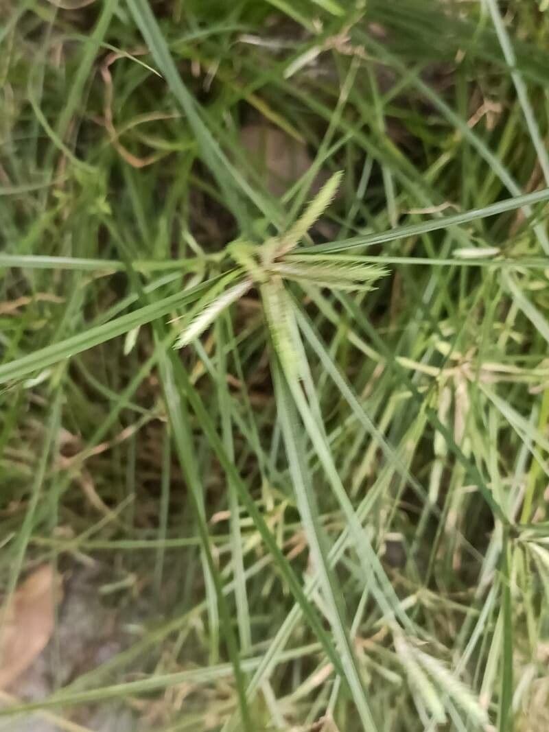 Cyperus compressus