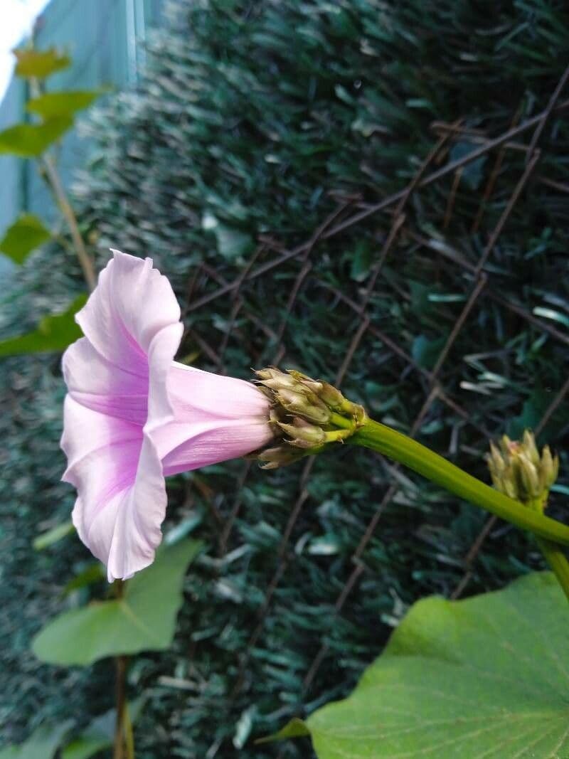 Ipomoea batatas