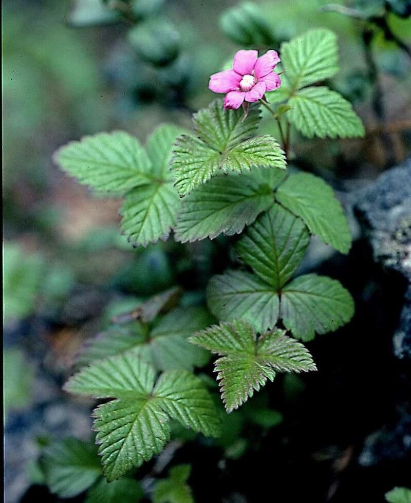 Rubus arcticus