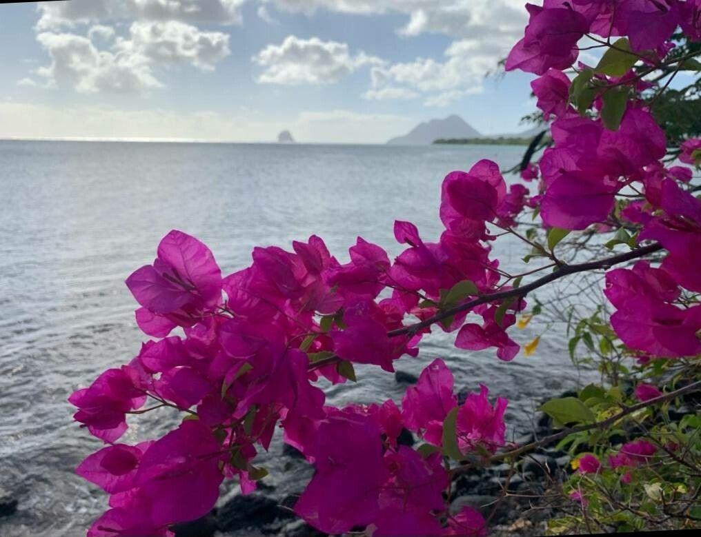 Bougainvillea buttiana