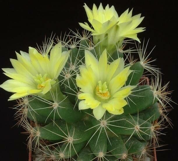 Mammillaria longimamma