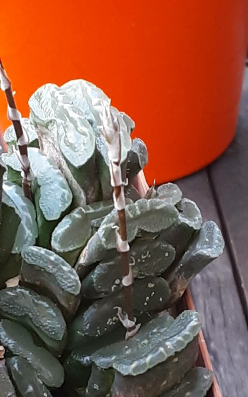 Haworthia truncata