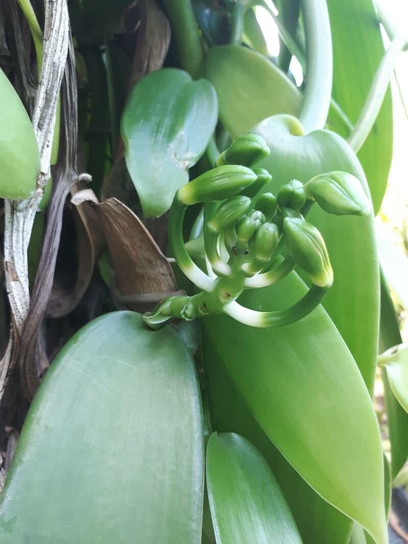 Vanilla planifolia