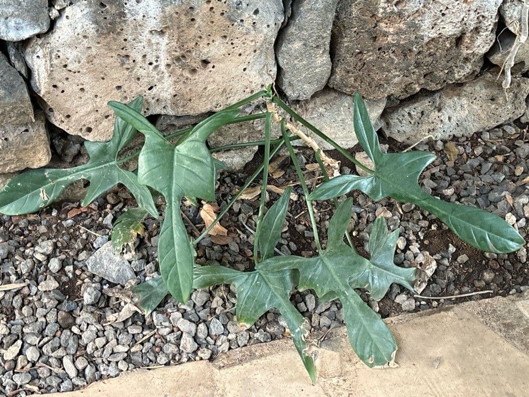 Philodendron panduriforme