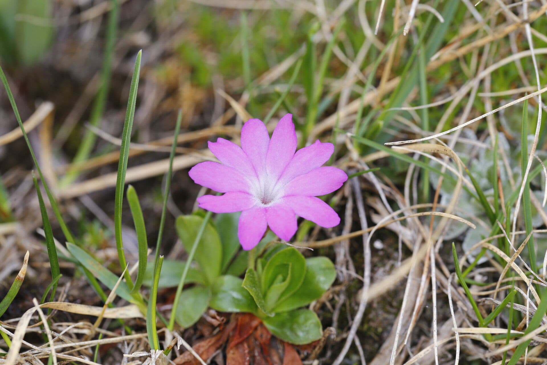 Primula integrifolia