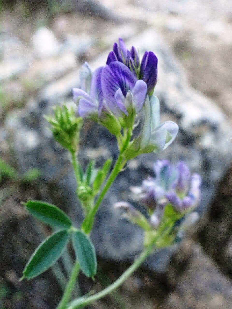 Medicago sativa