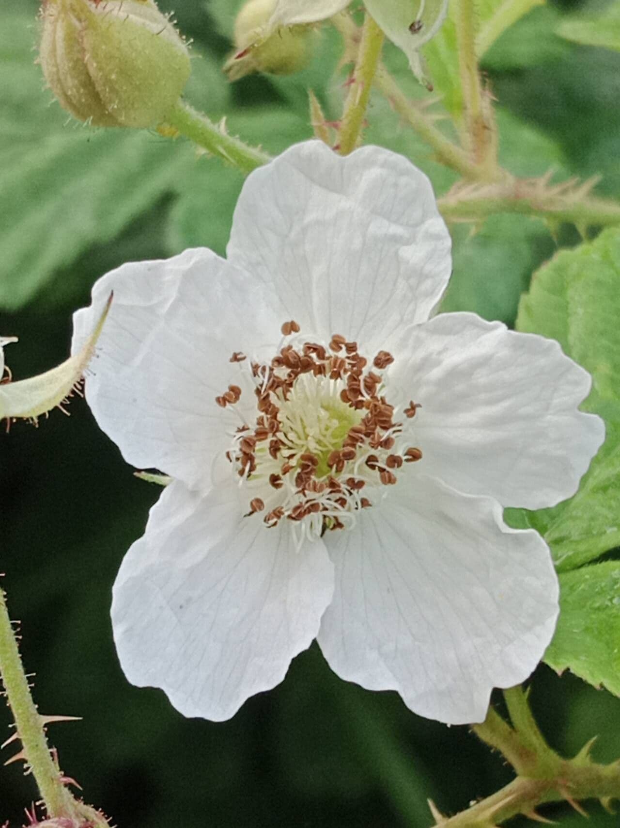 Rubus pruinosus