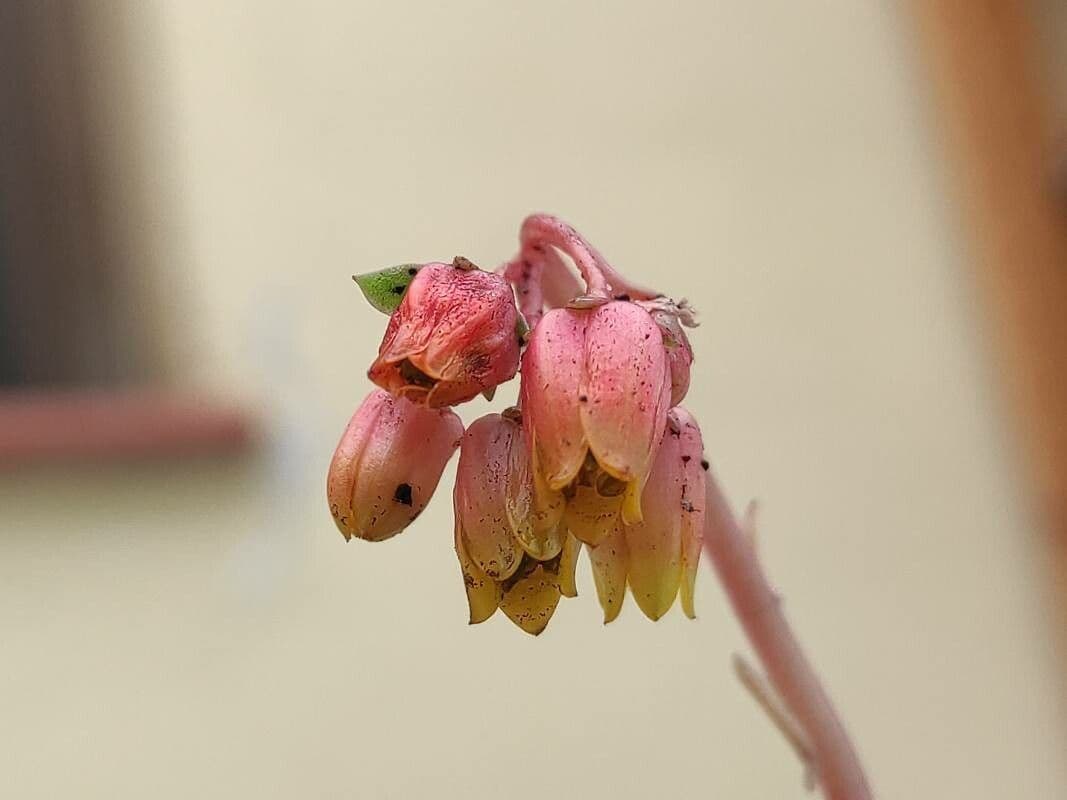 Echeveria agavoides