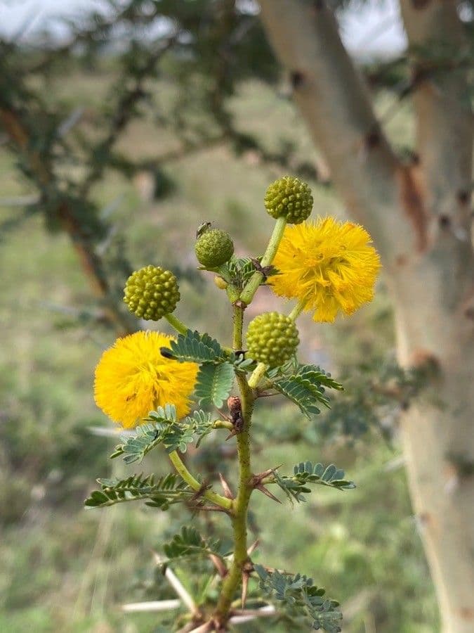 Vachellia seyal