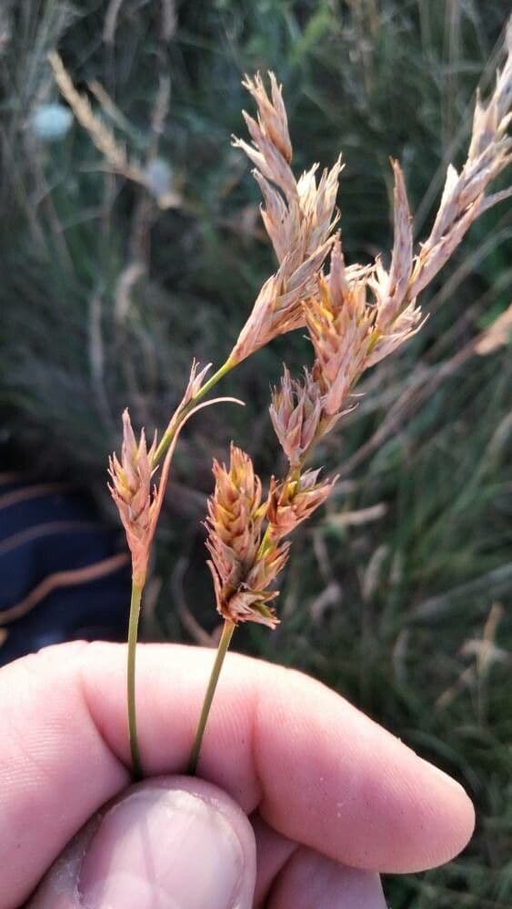 Carex arenaria