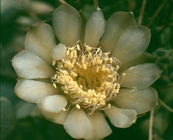 Gymnocalycium schickendantzii