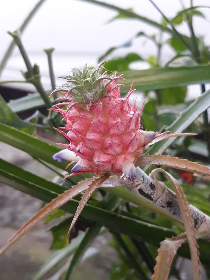 Ananas comosus