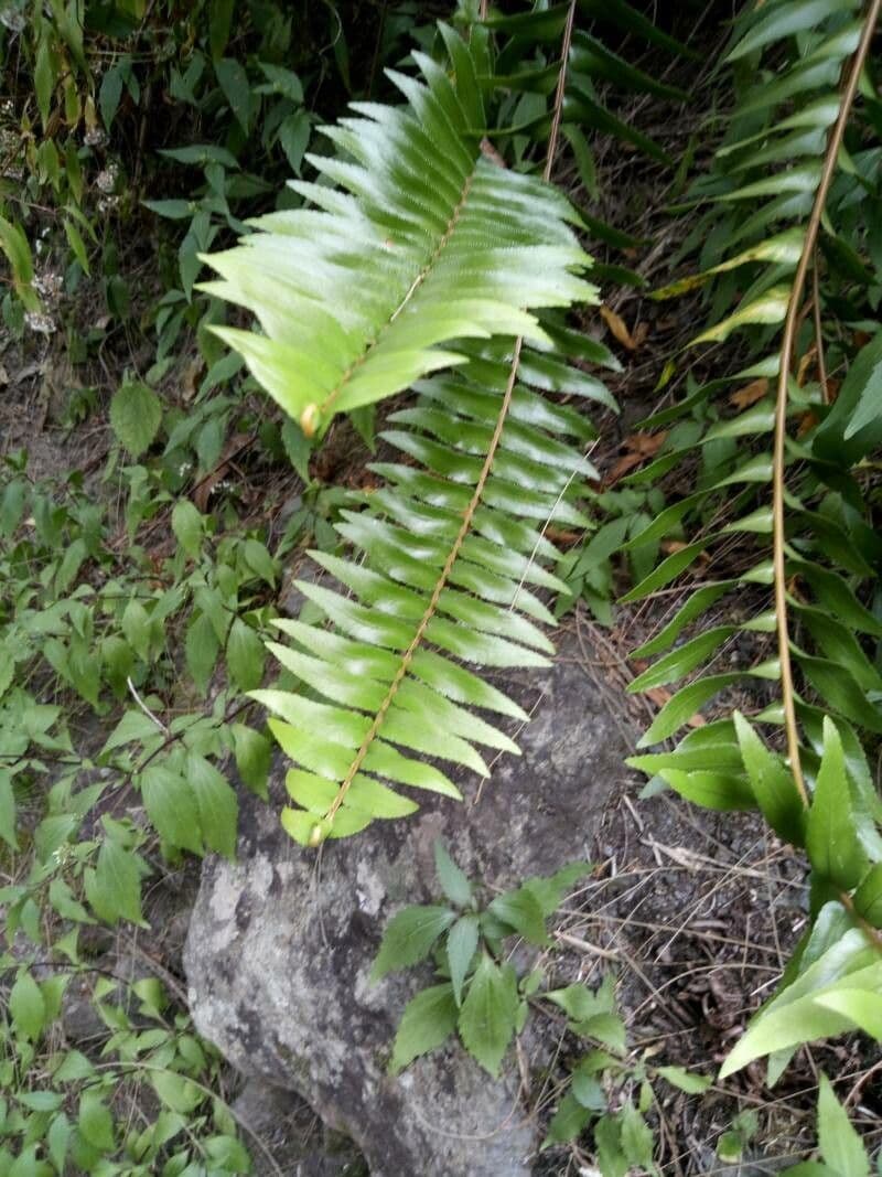 Nephrolepis abrupta