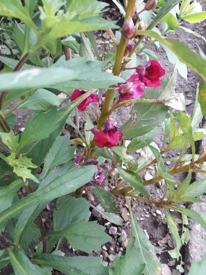 Impatiens balsamina