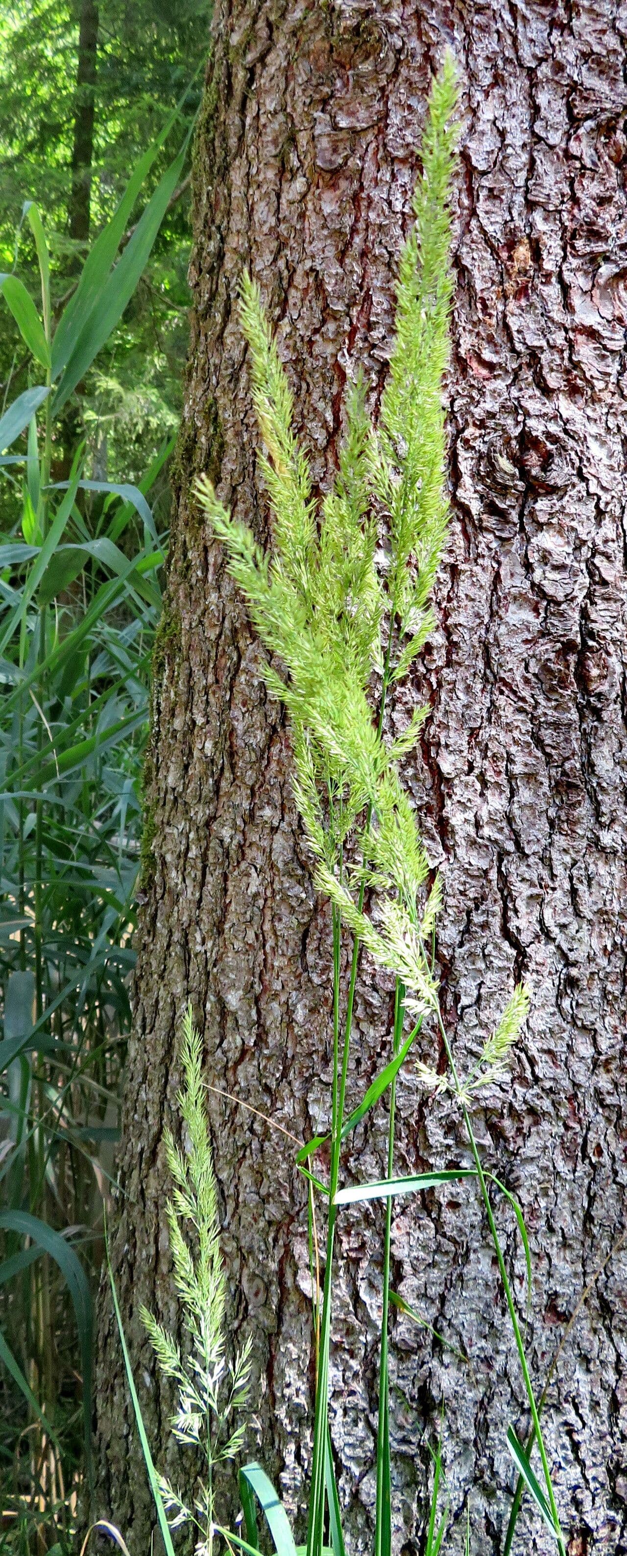 Calamagrostis epigejos